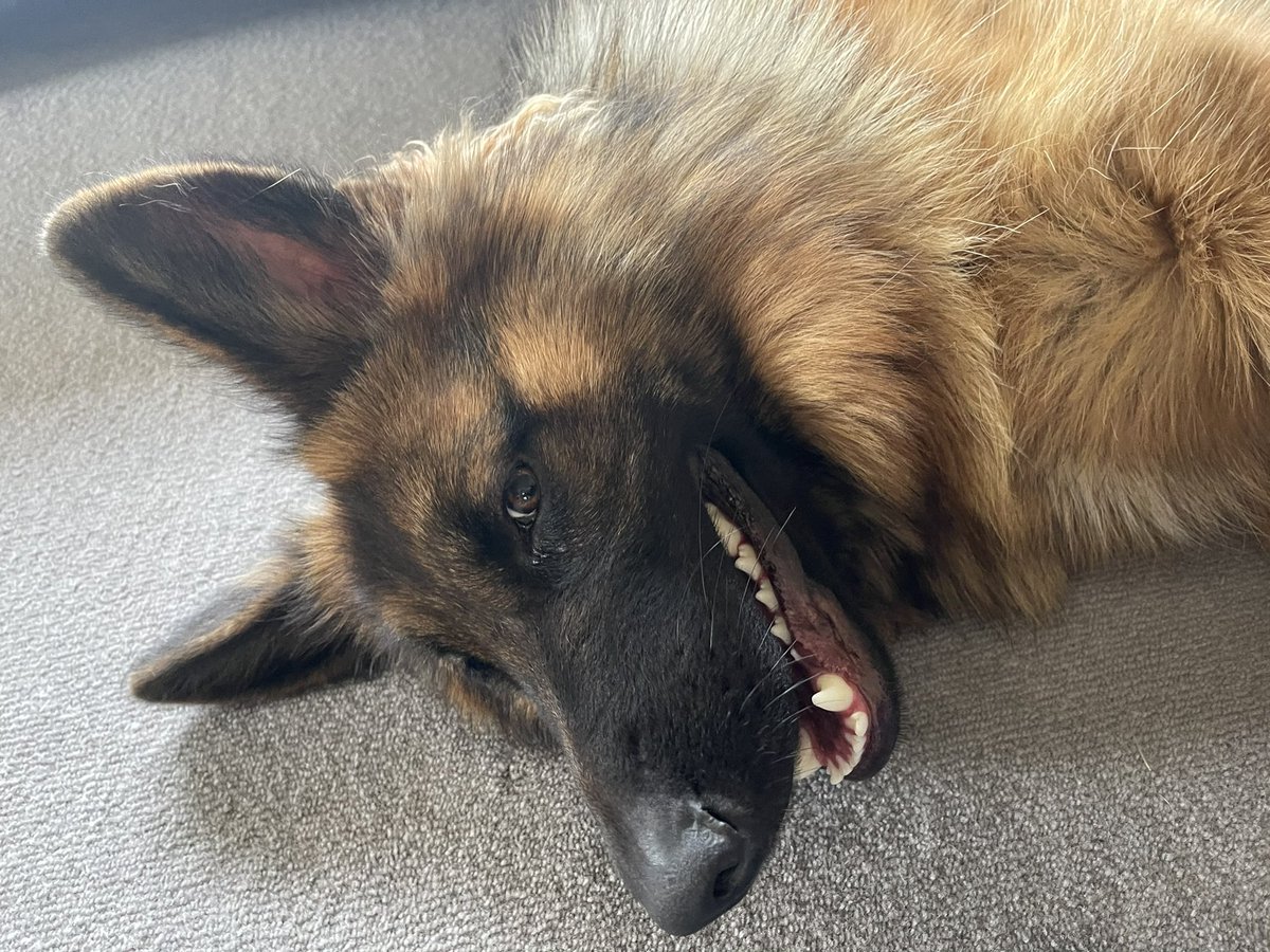 GsdRhana's tweet photo. Why, what big ears you have!
This one is straight out of Little Red Riding Hood 🐺🐾🐾😈
#crazyeyes #dogsoftwitter #Rhana #banana https://t.co/gNDtRaTHoe