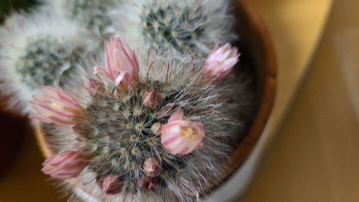 Florece quién ha sabido ser fuerte y fiel