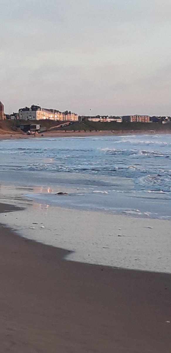 LindaJRobinson's tweet photo. Beautiful bootcamp morning, seeing this little fella finally make his way back into the sea on Longsands made the start of my day a #happyone ❤ @ourwhitleybay https://t.co/4jdfb14Fpj