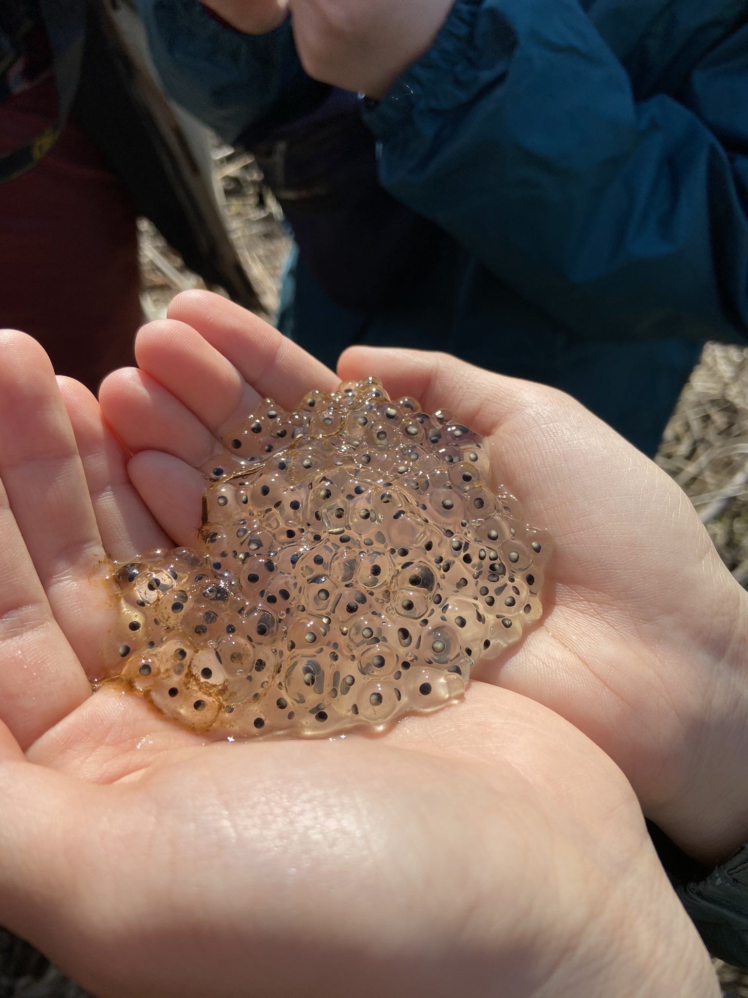 O W L 帯広畜産大学 オウル5 カエルの卵を数えたよ 地域の方々とカエルの卵を数えに森へ 一緒にゴミ拾いもする 数えたデータは環境に変化はなかったかなあとか そうゆう研究に使われるみたいです 写真の見所は卵割が確認できる卵と カエルに容赦
