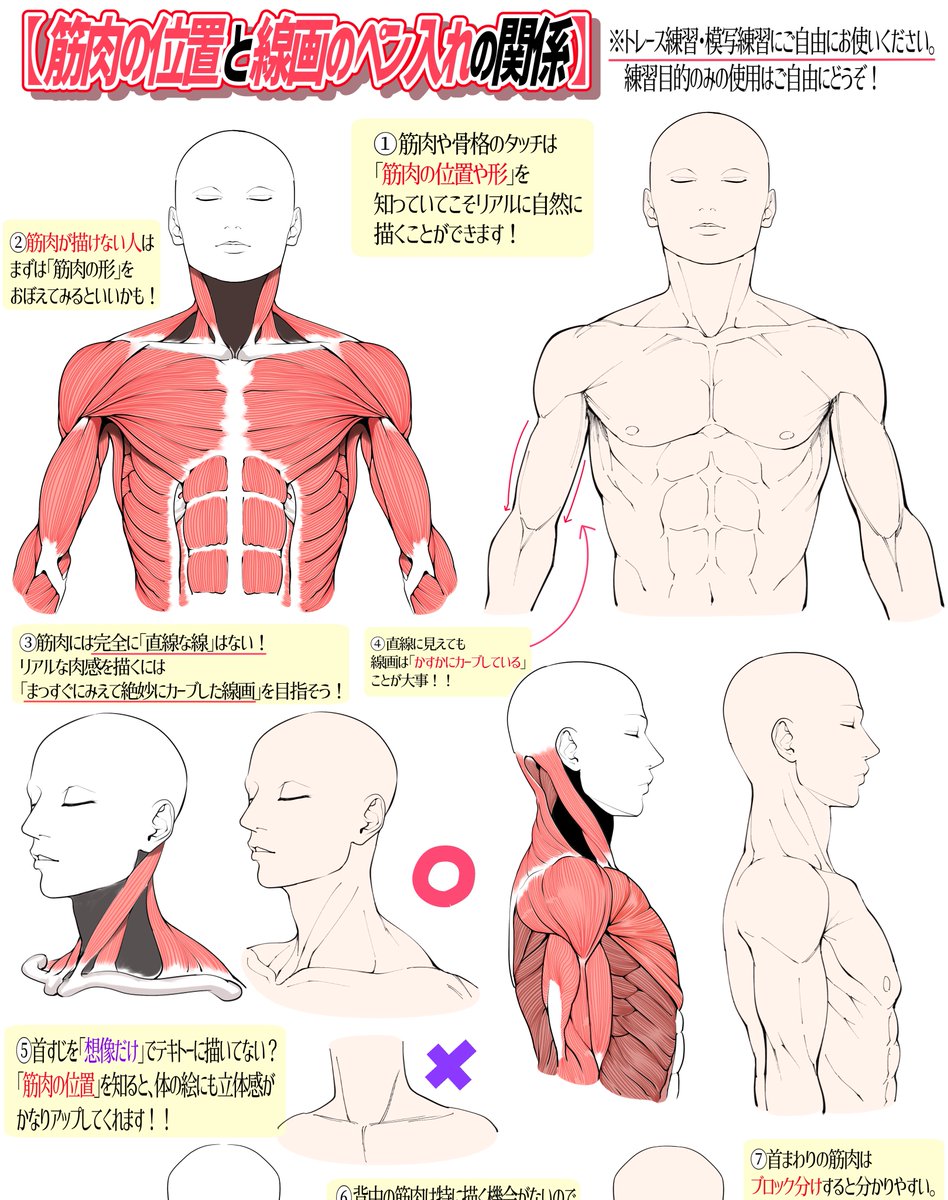 吉村拓也 イラスト講座 在 Twitter 上 首まわりの筋肉 上半身デッサンのコツ T Co Vial5d9vt8 Twitter