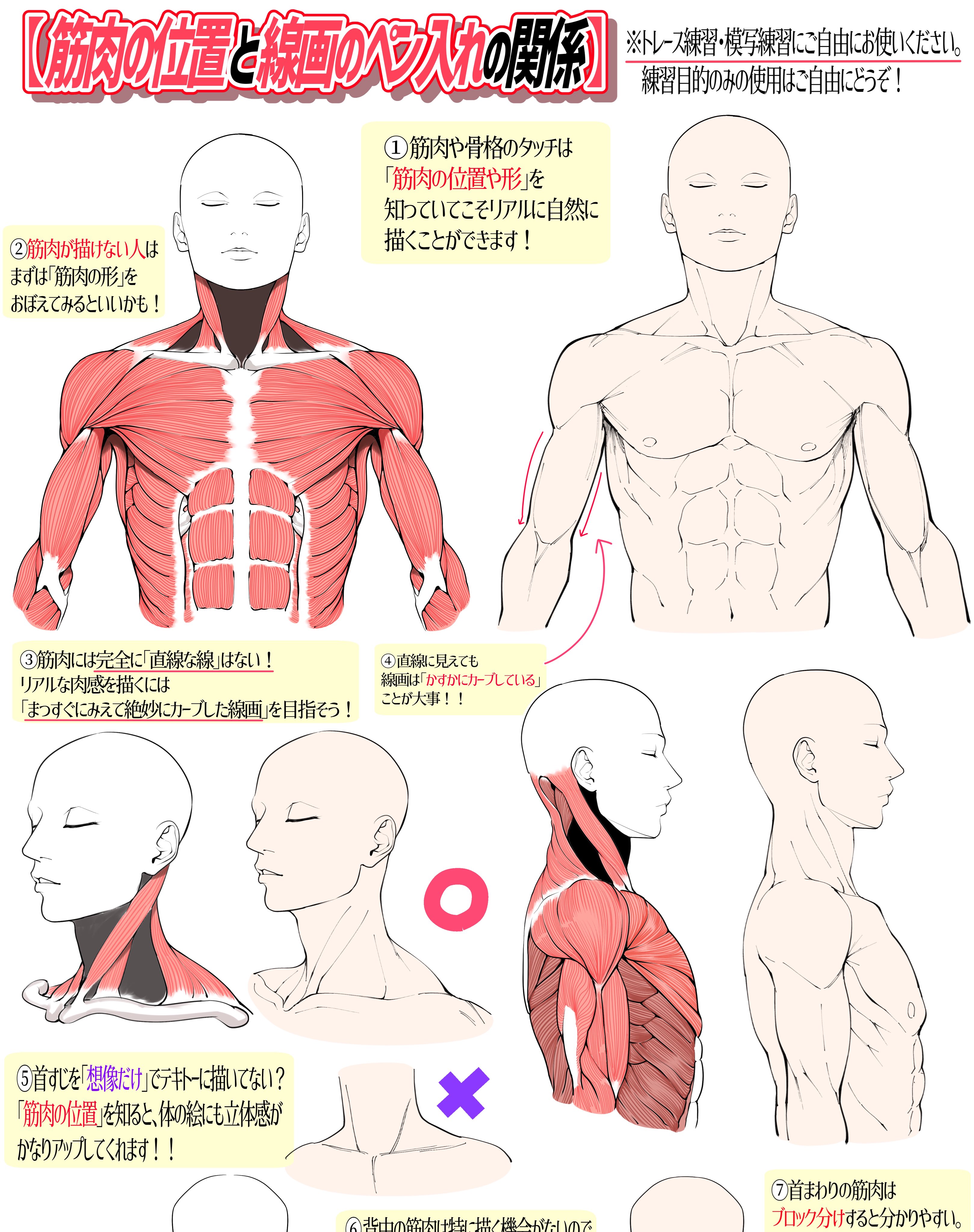 吉村拓也 イラスト講座 首まわりの筋肉 上半身デッサンのコツ T Co Vial5d9vt8 Twitter