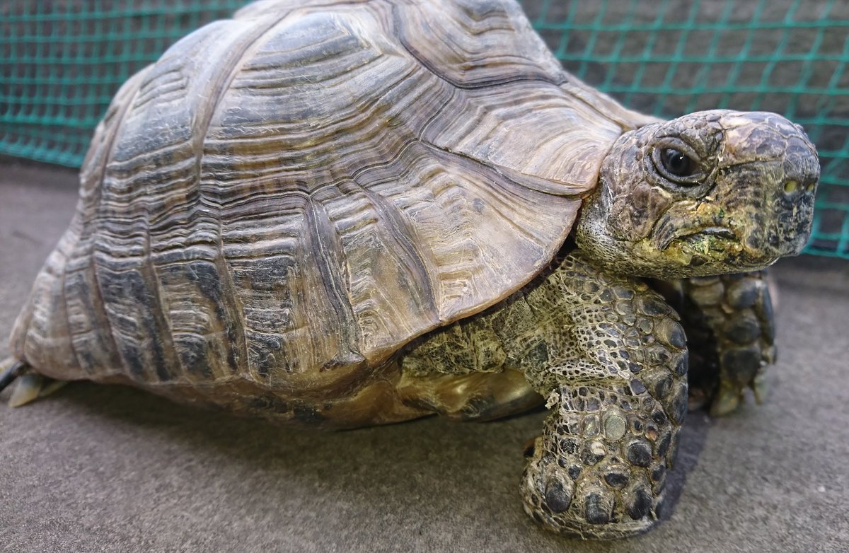 testudo216's tweet image. 30年一緒にいるギリシャリクガメのぐらちゃん。当時は飼育書やフードもなく、もちろんネットもなく、主な情報源は洋書。飼い方も手探りで間違ったことをたくさんしてきた。
今あらたにリクガメをお迎えしたらもっと適切に飼えると思うけど、私の年齢的にその予定はない。
ぐらちゃんが最後にして最愛。