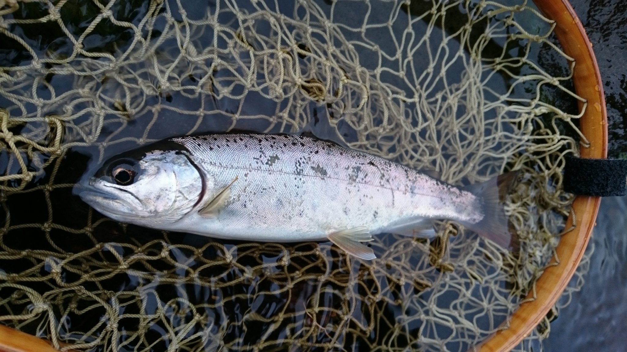 Mountainrock River Mr River 千曲川や湯川の銀化ヤマメ 放流魚ではないので ライズを探し ターゲットを決め さらにライズが安定するのを待ってから 釣りに入ります なので 釣果より過程を楽しむ釣りになります 桜散るこの季節に 銀鱗が落ちる銀化