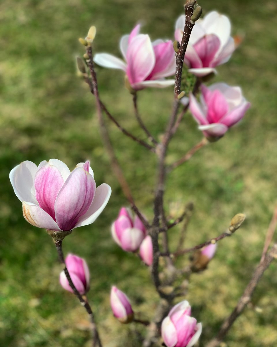 DrJohannesHartl's tweet photo. Hoffnung ist etwas Gewichtigeres und viel „Ernsteres“ als Optimismus. Optimismus sagt: „alles wird besser“. Hoffnung sagt: „selbst wenn alles schlechter würde, gibt es eine unendlich größere, positive Perspektive, im Lichte derer sogar das radikal Schreckliche die Macht verliert, https://t.co/ctDMijDVrc