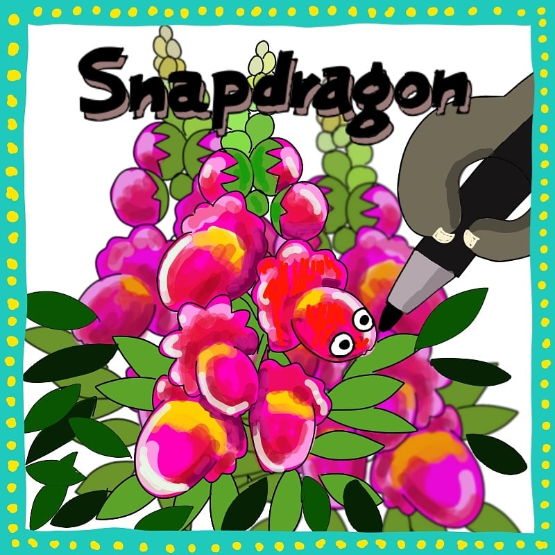 いちばよしこ 金魚草って 可愛い名前だよね 花弁のフリフリが金魚の尾っぽみたい 英語では 花弁の中に潜って蜜を吸う蜂がドラゴンの口に飲み込まれるみたいでスナップドラゴンって言うんだって 絵日記 猫絵日記 今日も猫 きんぎょそう