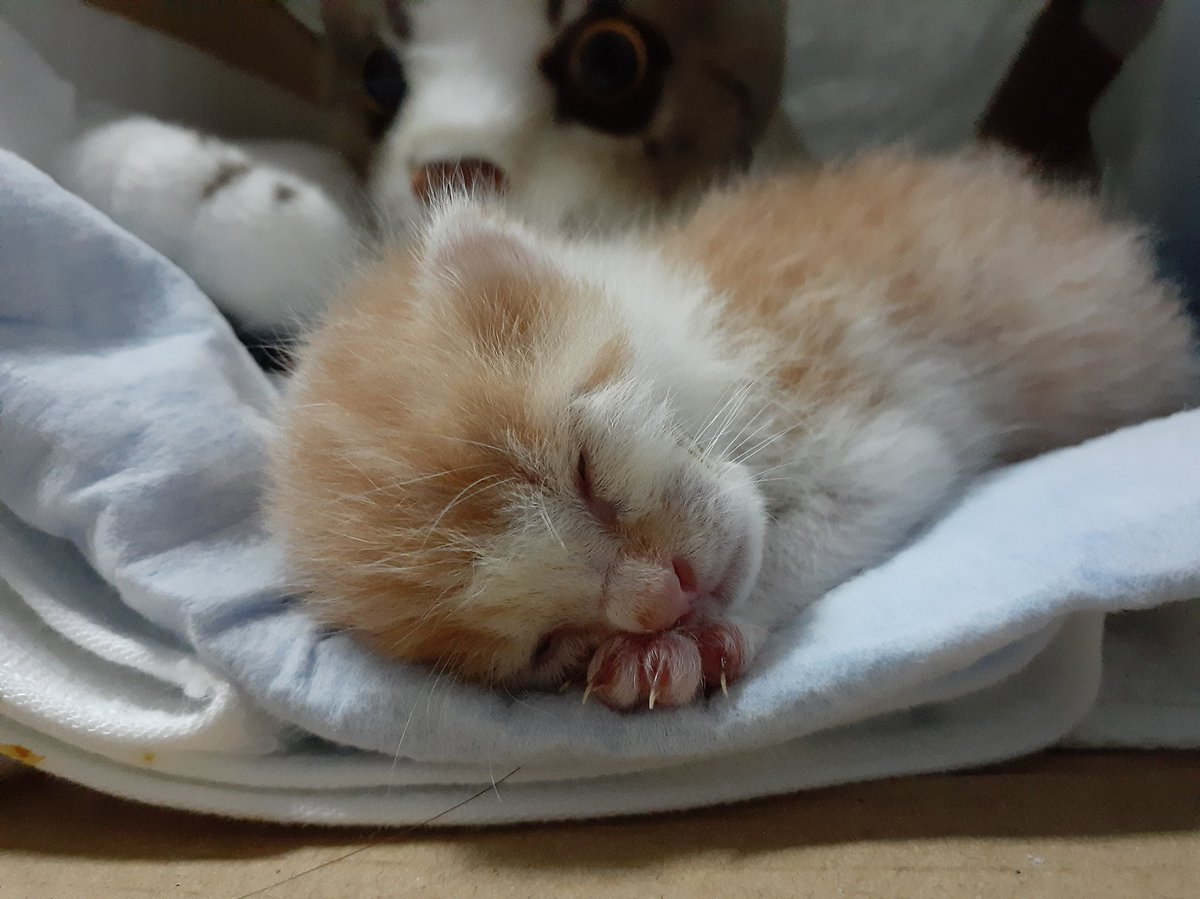 すしねこ Sushineko55 Twitter すしねこ Sushineko55 Twitter