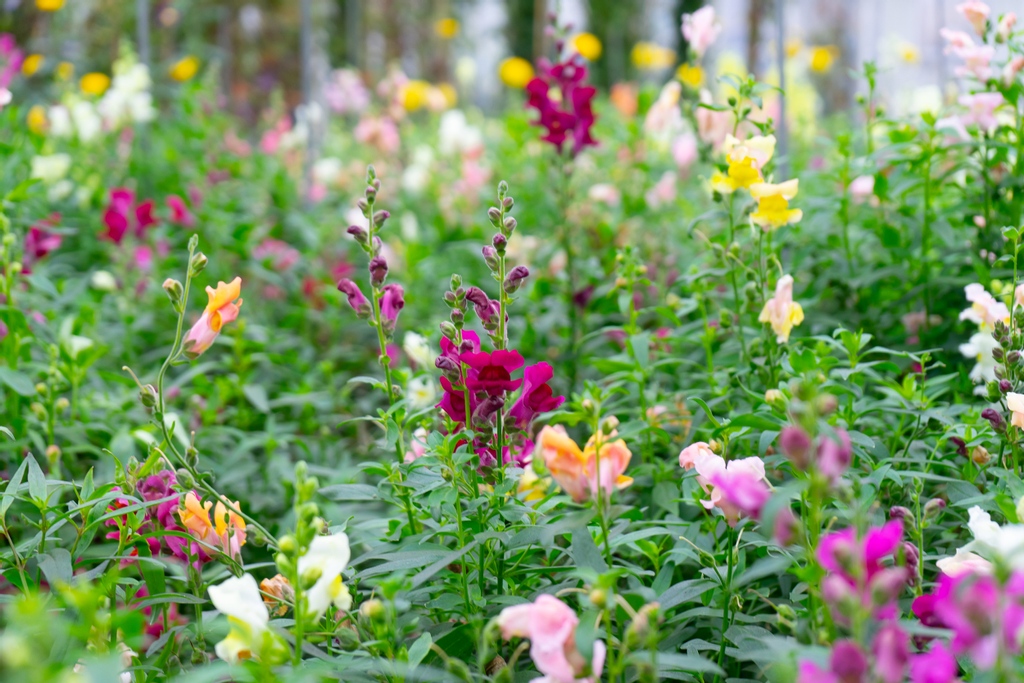 Aalsmeer staat bekend om bloemen en water. Met de Historische Tuin, Royal Flora Holland, <a href="/flori_world/">FloriWorld</a> en het @FlowerArtMuseum is #Aalsmeer dé plek om meer te leren over de vele verschillende bloemen. ⁠#VisitAalsmeer  ⁠🌼🌺
⁠
📷 Ikwilmeerreizen ⁠