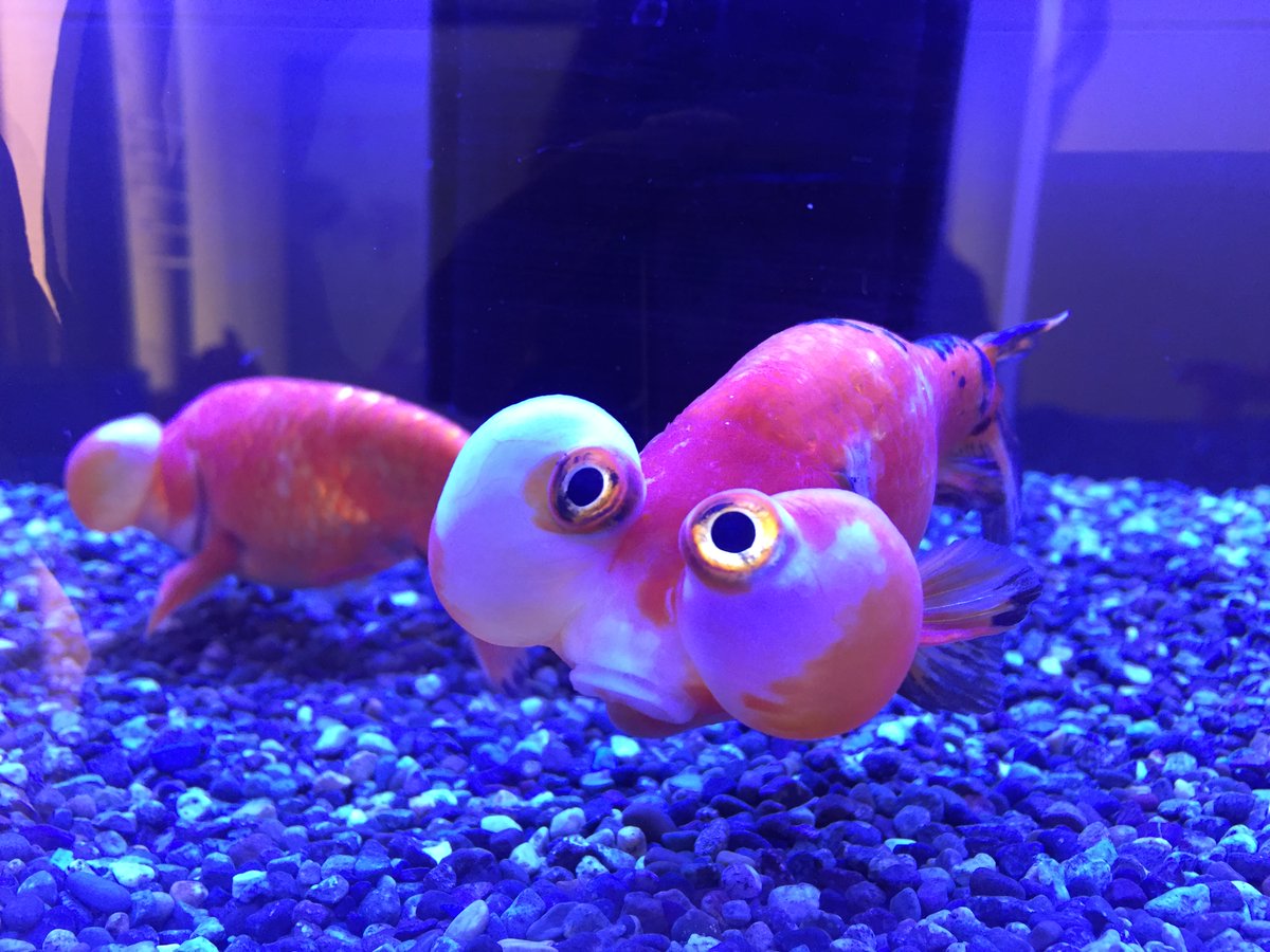 Daiichi Tv イベント情報 静岡parco で開催中の 癒しのミニ水族館 Healing Aquarium キャー やっぱり この子かわいいぃぃぃ Owo 水泡眼 という風船みたいなほっぺたの金魚 中にはリンパ液がつまっていて 上しか見えない 金魚です 静岡 Daiichi Tv イベント情報 静岡parco で開催中の 癒しのミニ水族館 Healing Aquarium キャー やっぱり この子かわいいぃぃぃ Owo 水泡眼 という風船みたいなほっぺたの金魚 中にはリンパ液がつまっていて 上しか見えない 金魚です 静岡