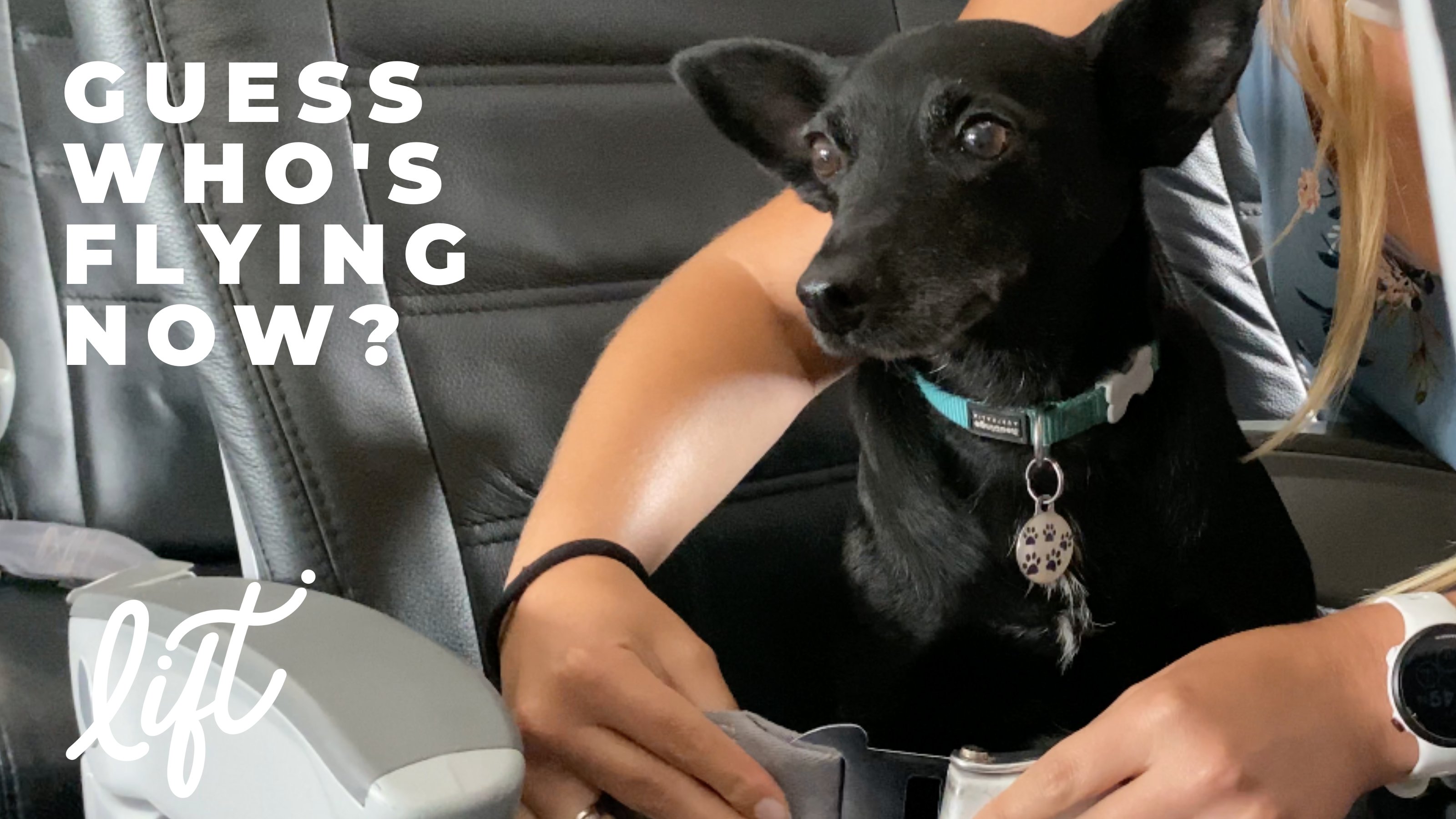 Dog friendly best sale flights
