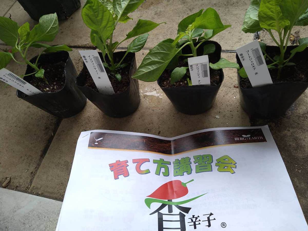 田澤梓 管理栄養士 公認スポーツ栄養士 子育て相談 Tazawaazusa Twitter