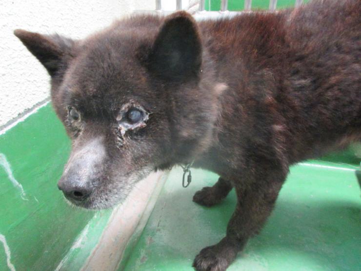 Japanesemichael Jackson 埼玉県秩父保健所 期限 4月日 性別 男 年齢推定 老犬 犬種 雑種 犬 体格 中 毛色 黒 収容月日場所 4 12 皆野町下田野 青色革製首輪 鎖首輪 迷子犬 埼玉県 秩父郡 皆野町 下田野 雑種犬 老犬 保健所 犬 青色