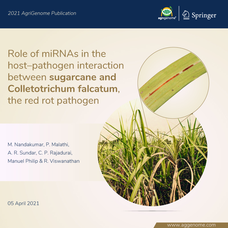 This study reveals the role of sugarcane miRNAs and their target genes during host-pathogen interaction and provided new insight into the miRNA-mediated defense mechanism in sugarcane for the first time.
link.springer.com/article/10.100…
#rna #miRNA #rnaseq #gene #sugarcane #publication