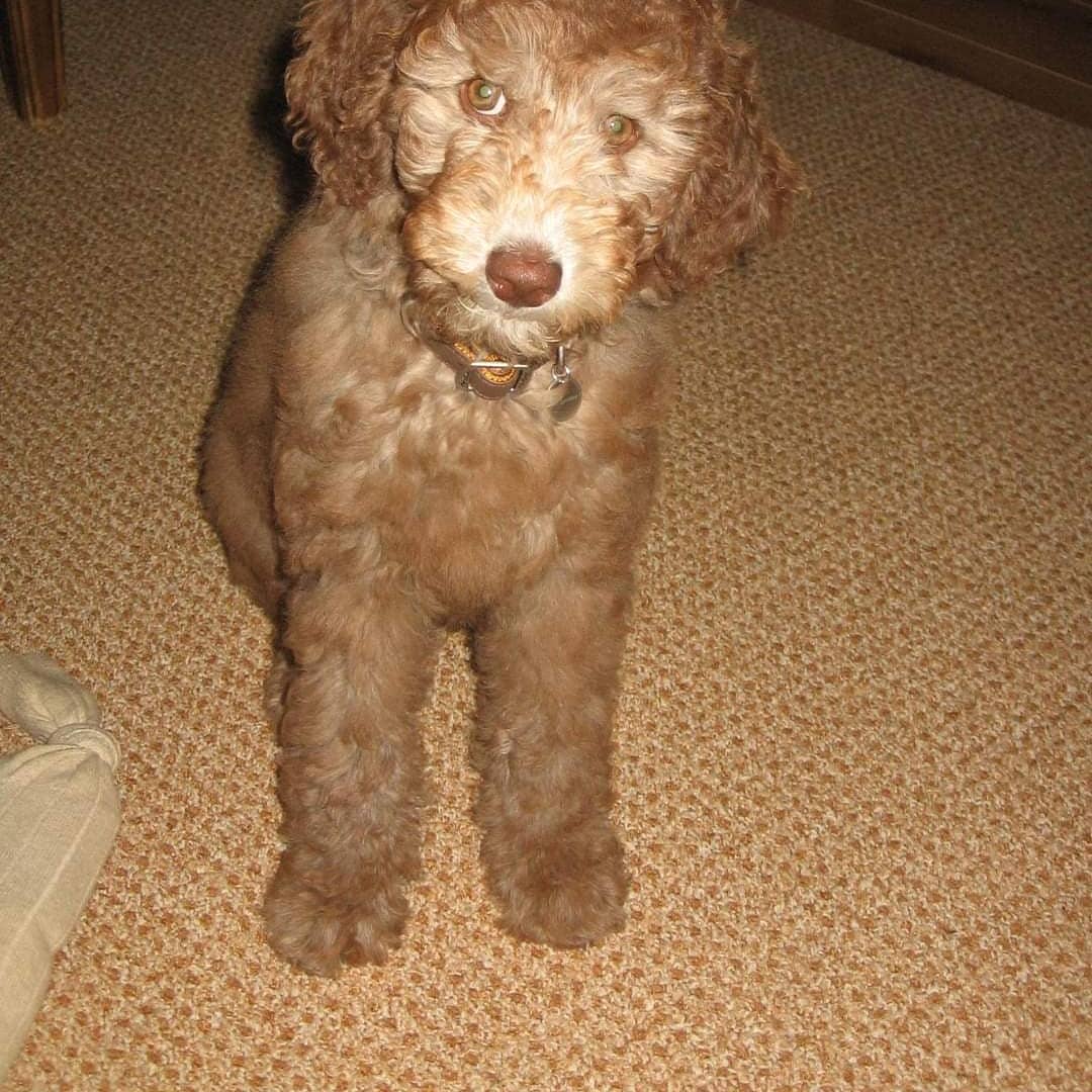 SlootLs's tweet photo. Lieve Senna hier als pup 😍vandaag is ze 10 jaar geworden ❤ https://t.co/nY3ZiJBpRX