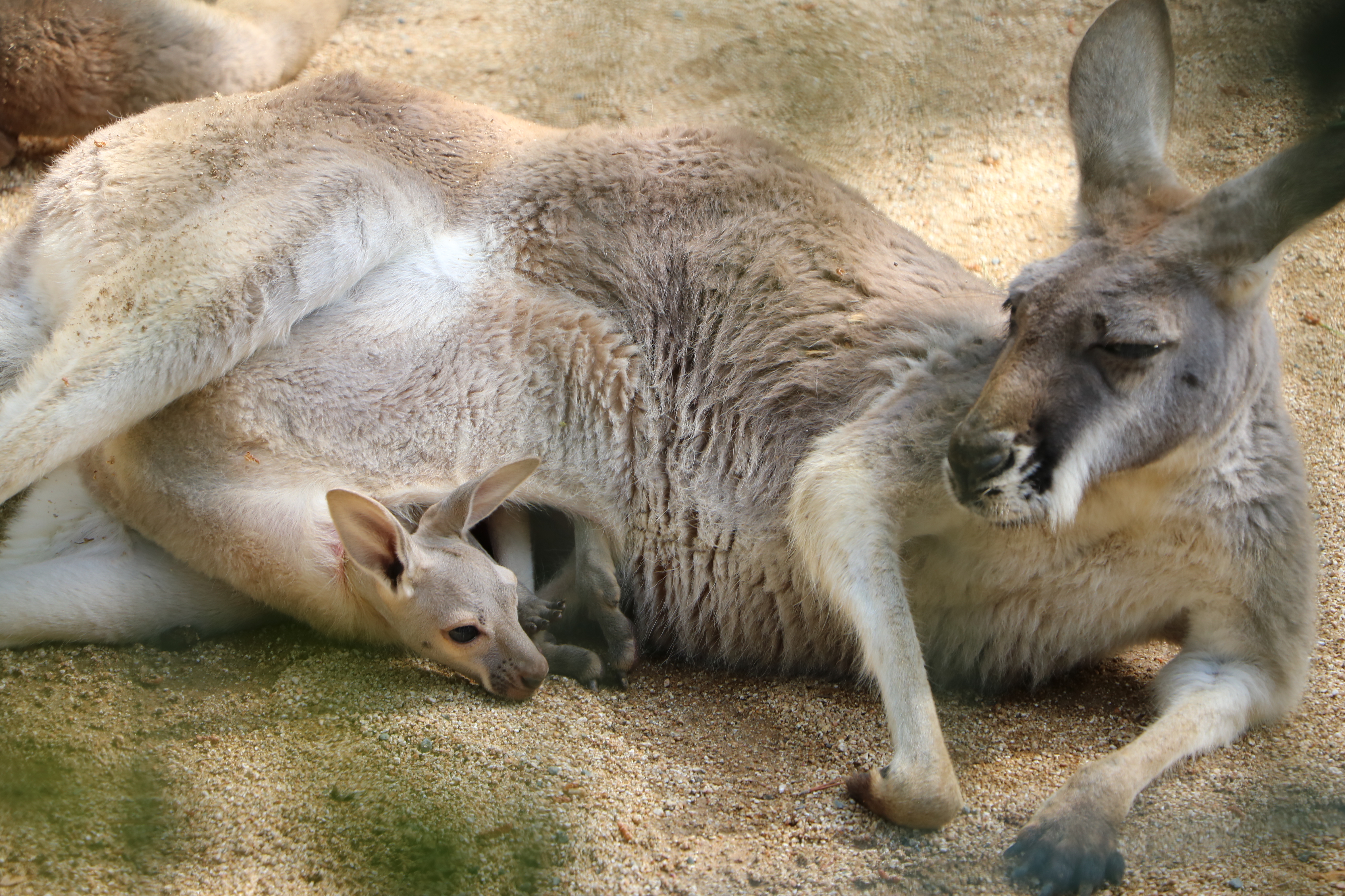 海の中道海浜公園 最新の写真と動物の森の赤ちゃん事情を紹介しています 動物の森ブログ カンガルーが産まれていました T Co 2tvvge45vv 海の中道海浜公園 動物の森 カンガルー T Co Ymdemfbwn9 Twitter