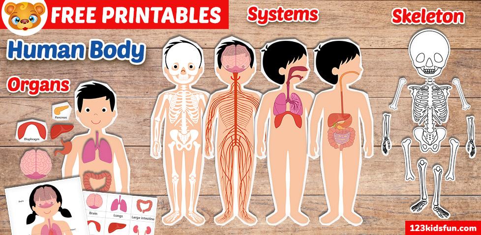 123-kids-fun-apps-on-x-thanks-to-free-anatomy-printables-children-learn-the-structure-of-human-body-internal-organs-bones-and-human-body-systems-print-worksheets-for-free-https-t-co-b0j0octyio for Free Printable Human Body Systems Worksheets 123 Kids Fun Apps on X: