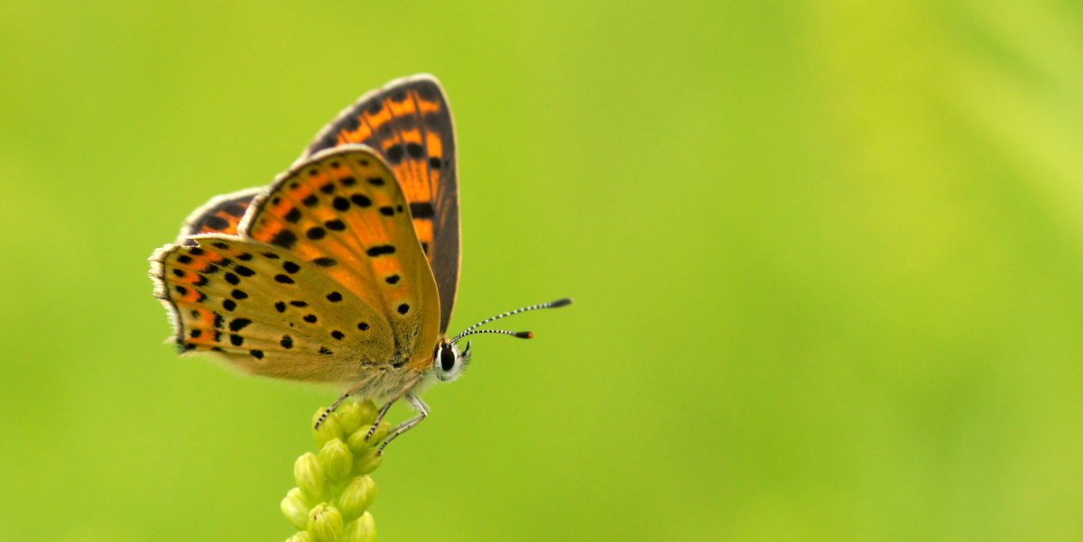 Ndep in host plants increases the mortality of common Lepidoptera species ( https://pubmed.ncbi.nlm.nih.gov/30288608/ ), e.g. with the Sooty Copper (Lycaena tityrus). This is probably caused by a shift in the N:P ratio in the foodplants ( https://besjournals.onlinelibrary.wiley.com/doi/full/10.1111/1365-2435.12707). 5/