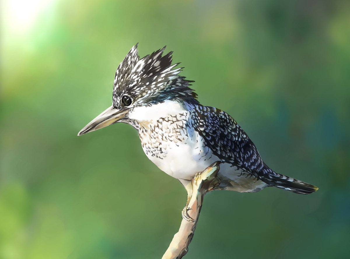 花林ソラ 漫画原作者 Twitterren ヤマセミを描きました 大分県日田市で出会った オスのヤマセミさんがモデルです いい写真が撮れたので 絵にするのが楽しかったー 鳩くらいのサイズ感で カワセミの仲間です 川の上をさっとひらめいて飛ぶのが 最高にカッコ