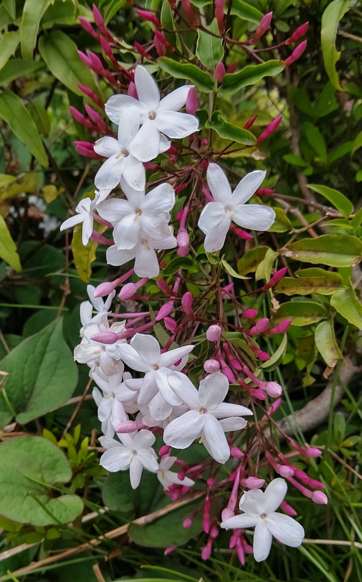 立川談笑 強い芳香を放つのはハゴロモジャスミン こちらも漢字 羽衣 をイメージすると一段と上品に見える気がする カタカナのハゴロモだとシーチキンぽい匂いが混じる