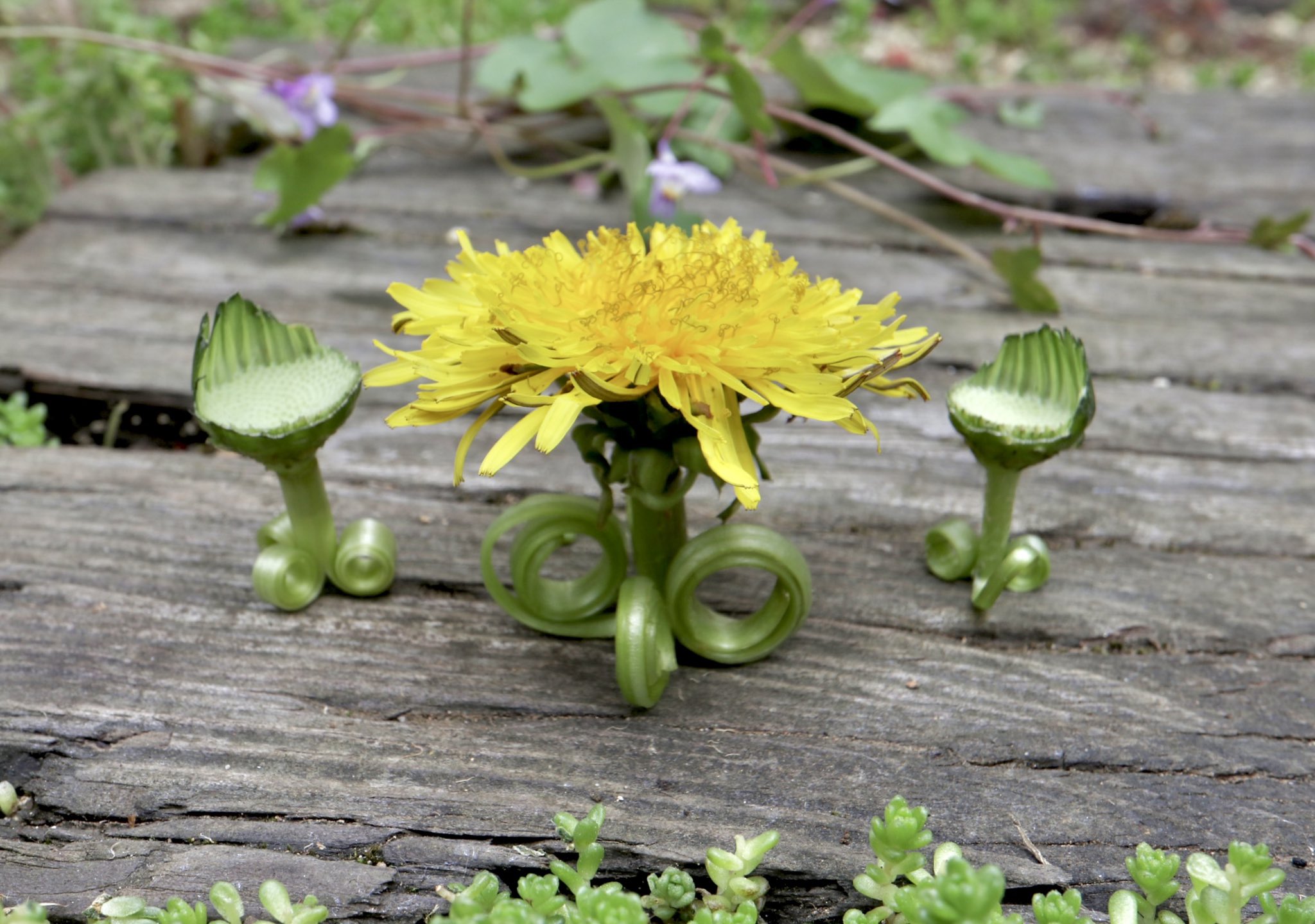 Inori タンポポのテーブルとイスです 庭のタンポポがたくさん花をつけています 平な花を見て これがテーブルだったら素敵だな と 茎を割いて水につけて巻きますが 失敗したので脚の部分だけ作り直して花や花床を差し込みました イスは綿毛になる Inori タンポポのテーブルとイスです 庭のタンポポがたくさん花をつけています 平な花を見て これがテーブルだったら素敵だな と 茎を割いて水につけて巻きますが 失敗したので脚の部分だけ作り直して花や花床を差し込みました イスは綿毛になる