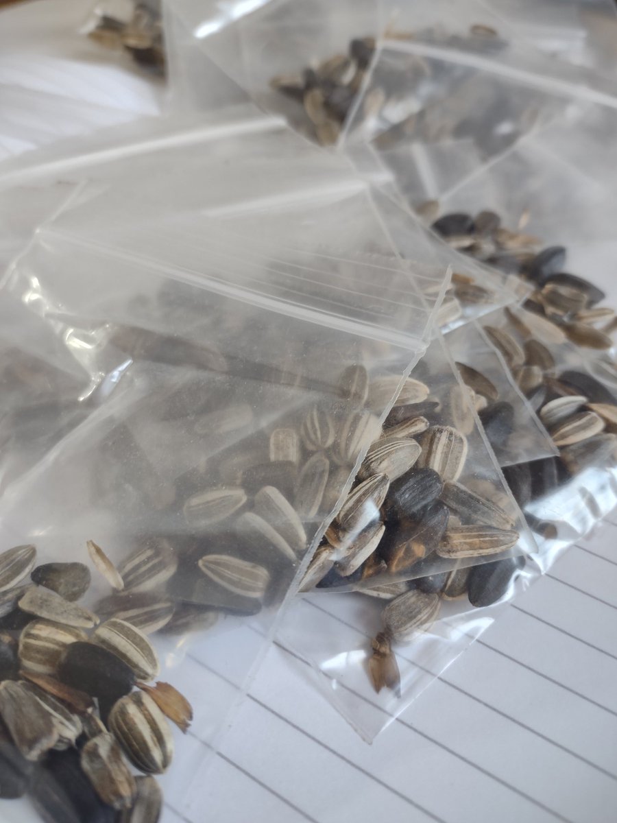 Headplace_org's tweet photo. We underestimated the popularity of the sunflower seeds a little and have been forced to use plastic bags to distribute instead of the fibre bags

Those who receive plastic bags please reuse and/or recycle the bags please

#growhappy
#plantsforpeople https://t.co/LLCp7vJaGm