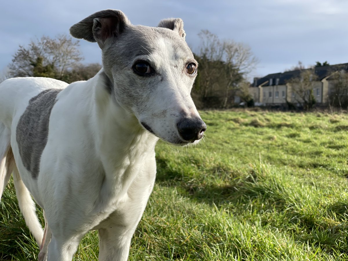 Everyone was introduced to the wonderful Porche on the last episode of #AnimalEmergency. 🐶 

Dr Amy Koterbay has shared an update on Porche and the progress she is making with treatment on the Vet Hospital Instagram account:

ℹ️ instagram.com/p/CNmH4hAHIsu/…