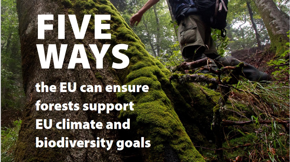 To end the madness, the EU needs to STOP incentivizing harvesting forests for energy. The Commission is currently revising the Renewable Energy Directive: it must propose to disincentivize energy from forest biomass. https://www.fern.org/publications-insight/five-ways-the-eu-can-ensure-forests-support-eu-climate-and-biodiversity-goals-2311/