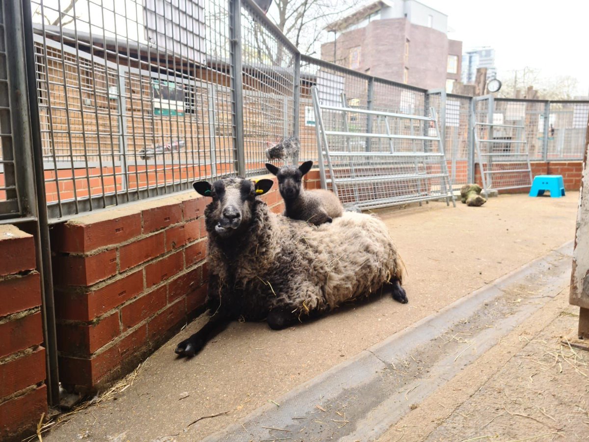 VauxhallFarm's tweet image. WE ARE OPEN! From now on we'll be open 10:30 - 3:30, Tuesday - Sunday.

We're back in action, no bookings required and entry is FREE!

Today is also the last day to be able to name our lambs and kids. Visit here to be in with a chance: vauxhallcityfarm.org/baby-name-priz…