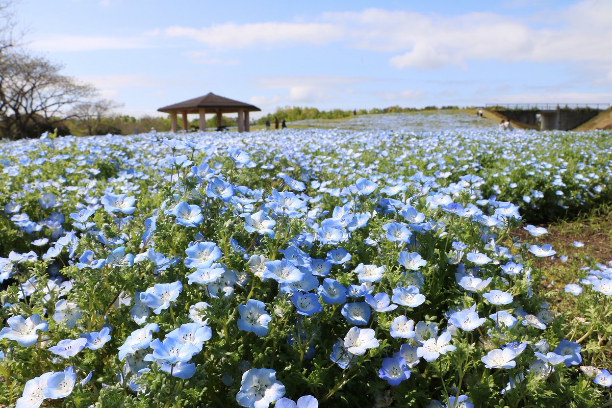 海の中道海浜公園 ネモフィラの開花状況 4月14日現在 花の丘のネモフィラが見頃 8分咲き を迎えました 4月下旬まで楽しめる予想です 撮影日 4月13日 詳しい開花状況はこちら T Co V1hrl9psud 海の中道海浜公園 ネモフィラ