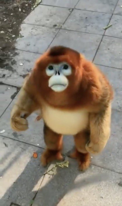 horse_feedbag's tweet image. I was giggling at this pic and my boyfriend said “you’re looking at that fucking monkey again”