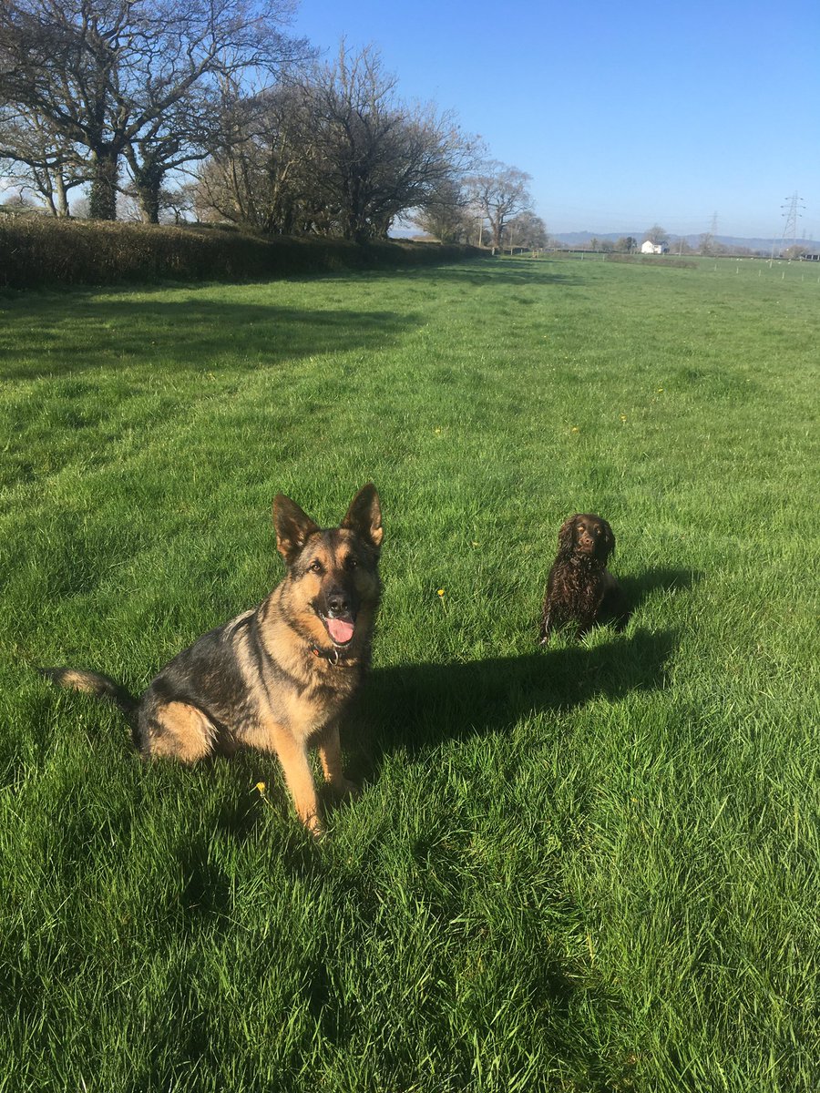 Gorgeous day in Devon out with my mate in the ☀️ staying socially distant 😆🐾. Great to hear vaccine available for over 45s now. We can do this nearly there #lightattheendofthetunnel