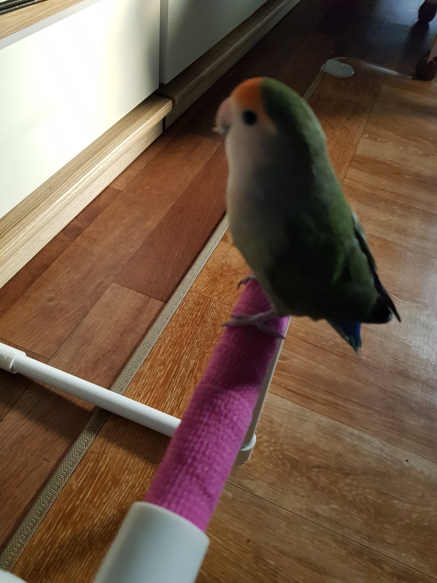 바빠가지고 이제야 쓰는 앵봉체험단 후기

아자씨 잘 쓰고 있어요. 
1. 높이가 낮아서 그런지 거실 지정석을 더 좋아해서 거의 호출 훈련용으로 쓰고 있어요.
2. 두께가 좀 있는데 사이즈가 막 거대하지는 않아서 대추가 썼어도 괜찮았을 것 같아요.