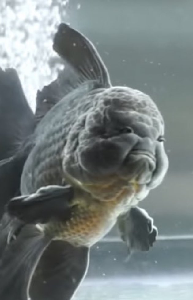 ร้องไห้ในน้ำ จะได้ไม่มีไคเหนน้ำตา