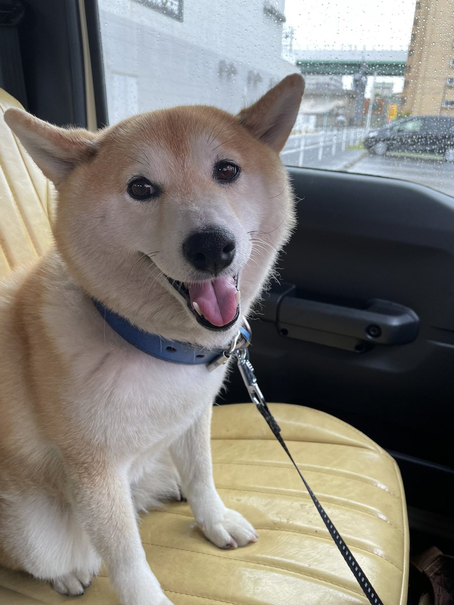 春の風物詩 狂犬病の予防接種に連れて行かれた犬たちのまとめ Togetter