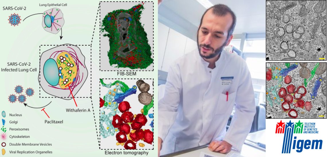 Tigem Telethon (@tigem_telethon) on Twitter photo **POSTDOCTORAL POSITION**
A new postdoc position is open in the #Cortese lab <a href="/Tigem_Telethon/">Tigem Telethon</a>. The lab's research will be focused on the mechanisms of #SARSCOV2 induced pathogenesis. Start July 2021, duration 3 years with possible renewal. More details at: tigem.it/contact-us/job… **POSTDOCTORAL POSITION**
A new postdoc position is open in the #Cortese lab <a href="/Tigem_Telethon/">Tigem Telethon</a>. The lab's research will be focused on the mechanisms of #SARSCOV2 induced pathogenesis. Start July 2021, duration 3 years with possible renewal. More details at: tigem.it/contact-us/job…