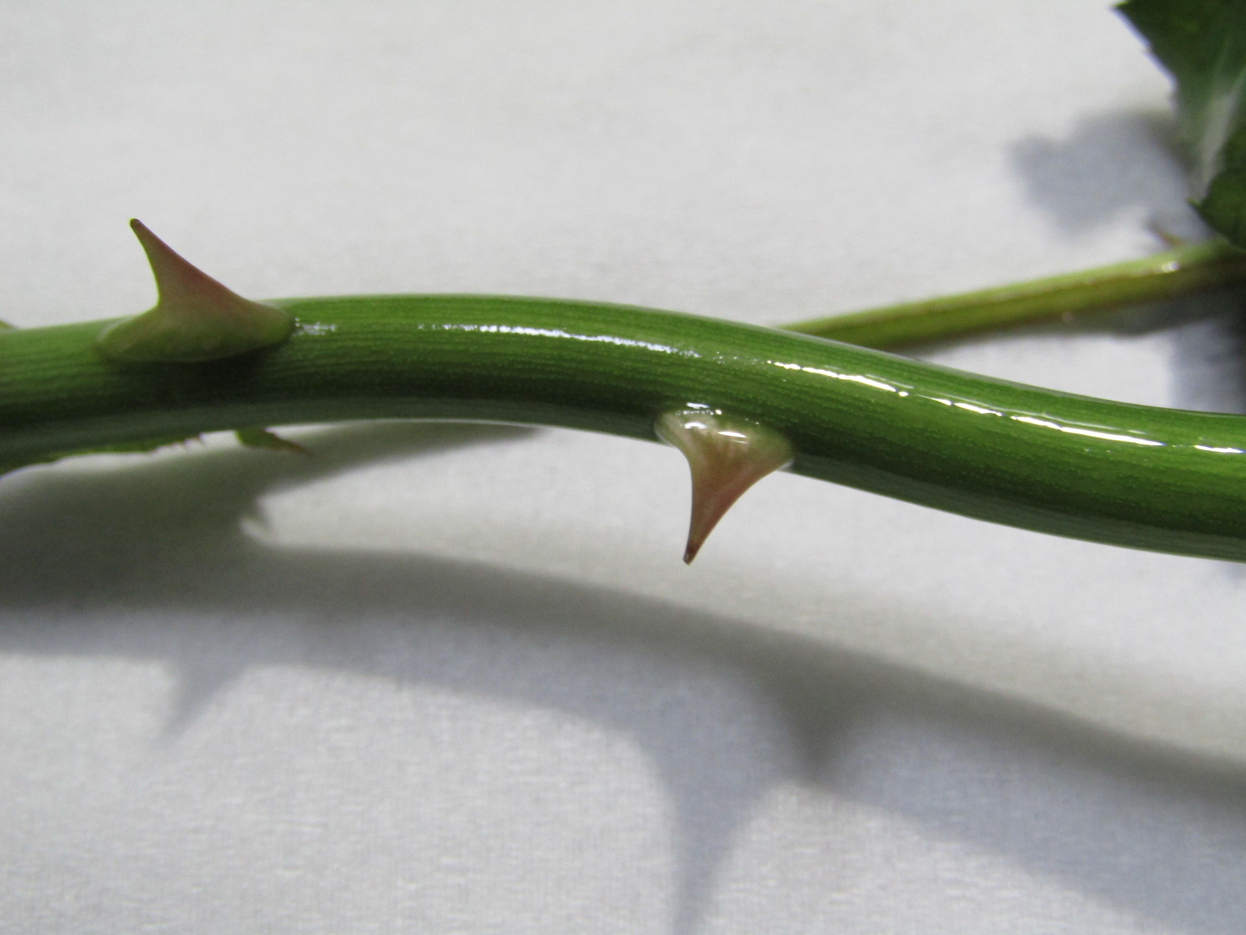 植物顕微鏡写真 趣味 バラのトゲ 1枚目 縦断面 2枚目 横断面 綺麗な花には棘がある などと言いますが トゲも綺麗だと思います T Co Bw95sx7i5s Twitter