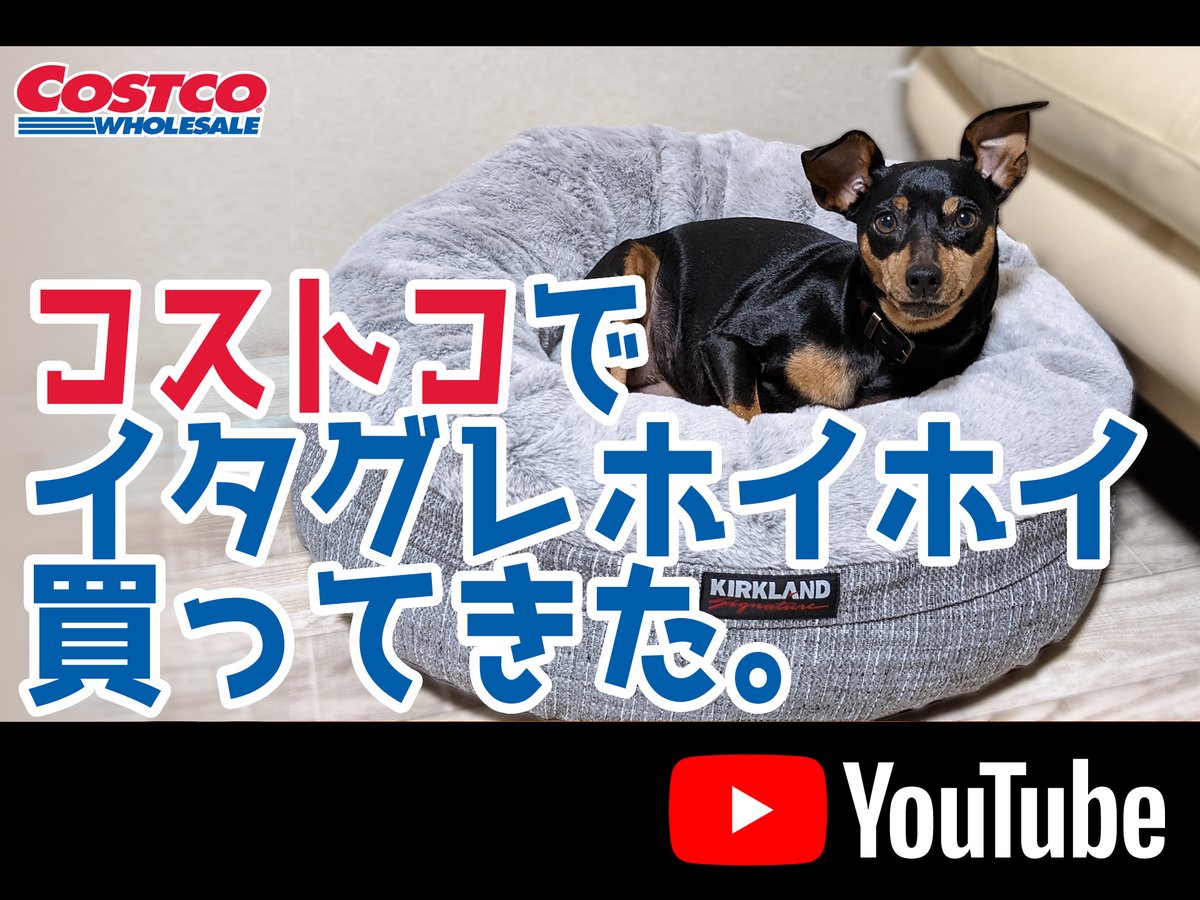 イタグレパピー イタグレパピー
