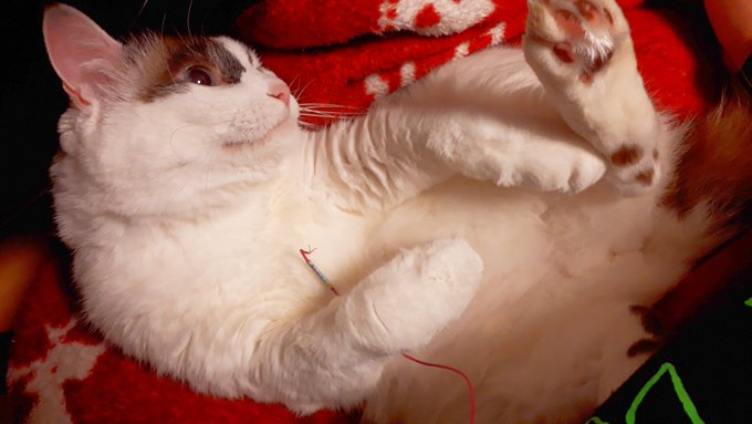 断線したイヤホンで遊んでたら急に寝た猫 