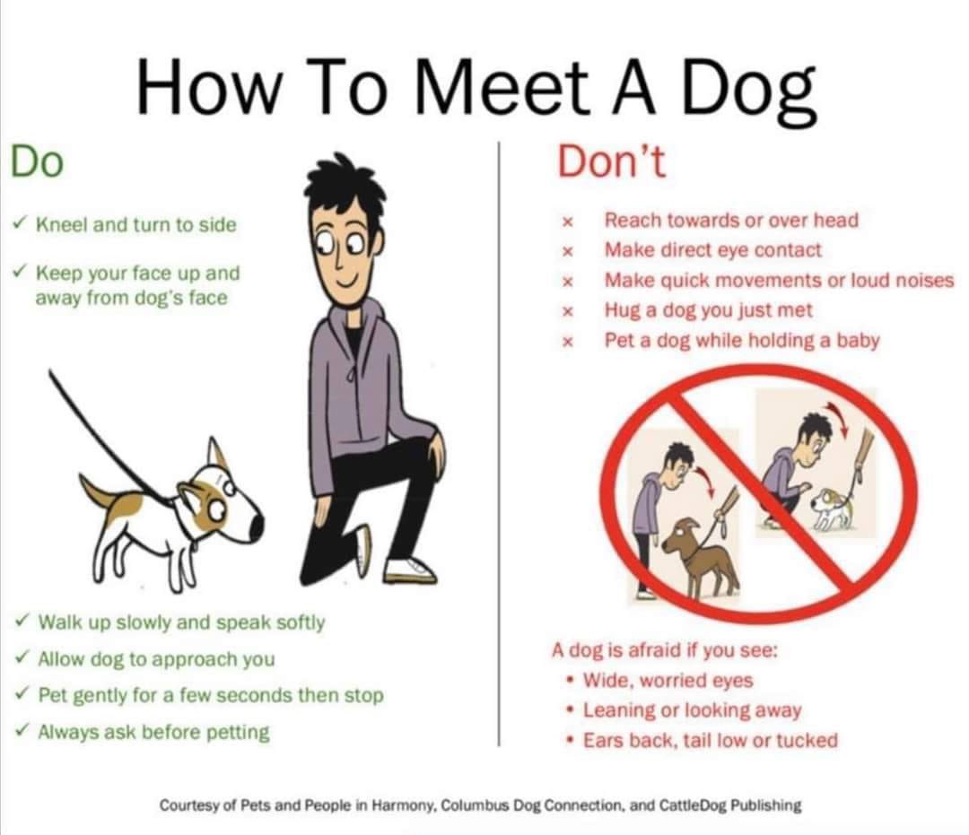MADRADogRescue's tweet photo. This week we will be sharing important tips for #BitePreventionWeek 

Any dog can bite for a variety of reasons, it doesen’t mean they are bad #dogs 

By observing their body language,we can learn their triggers, help them feel safe 🐶 https://t.co/q31BWMamwv