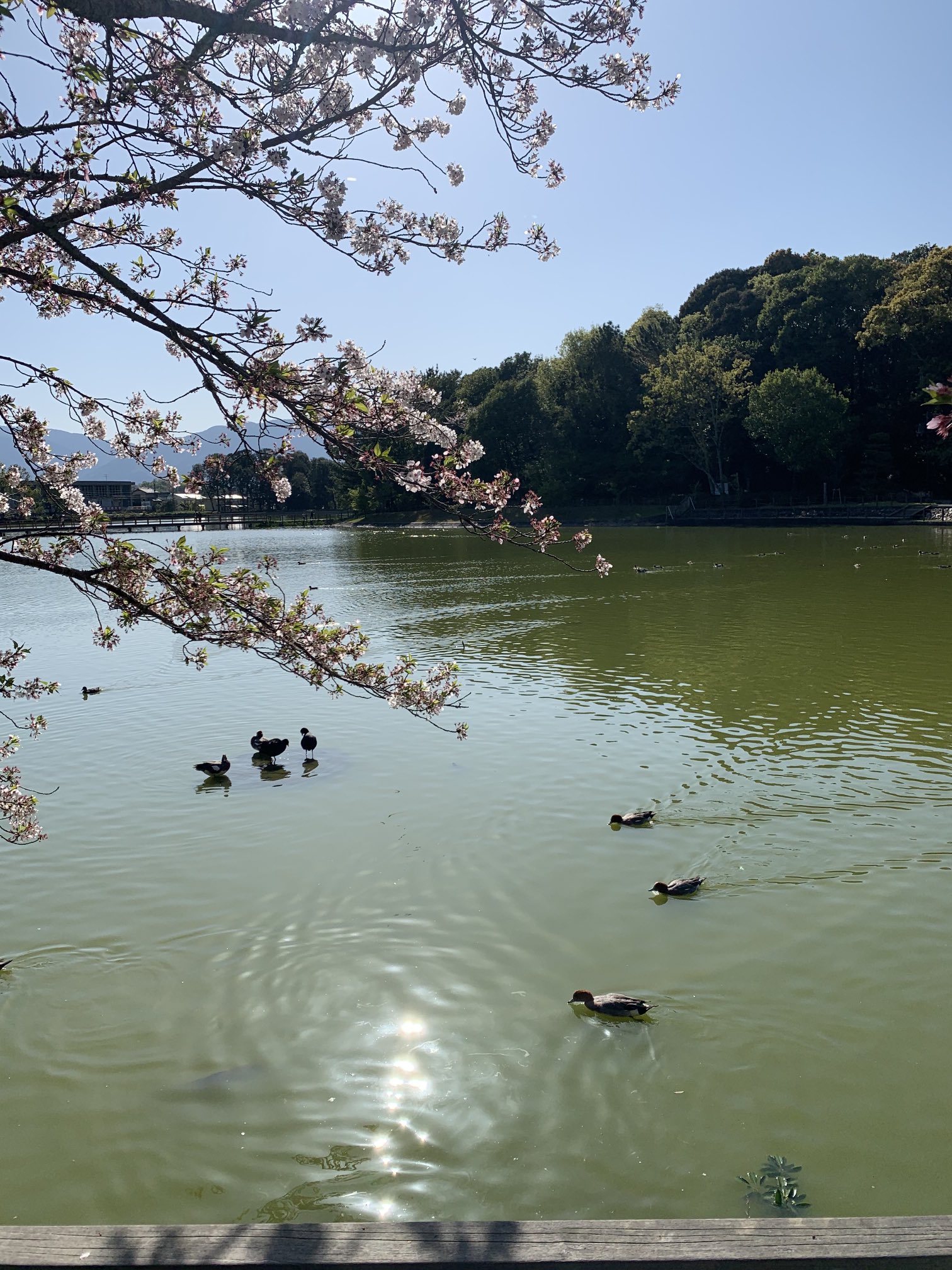 Japanjapan Kireinafukei Twitter