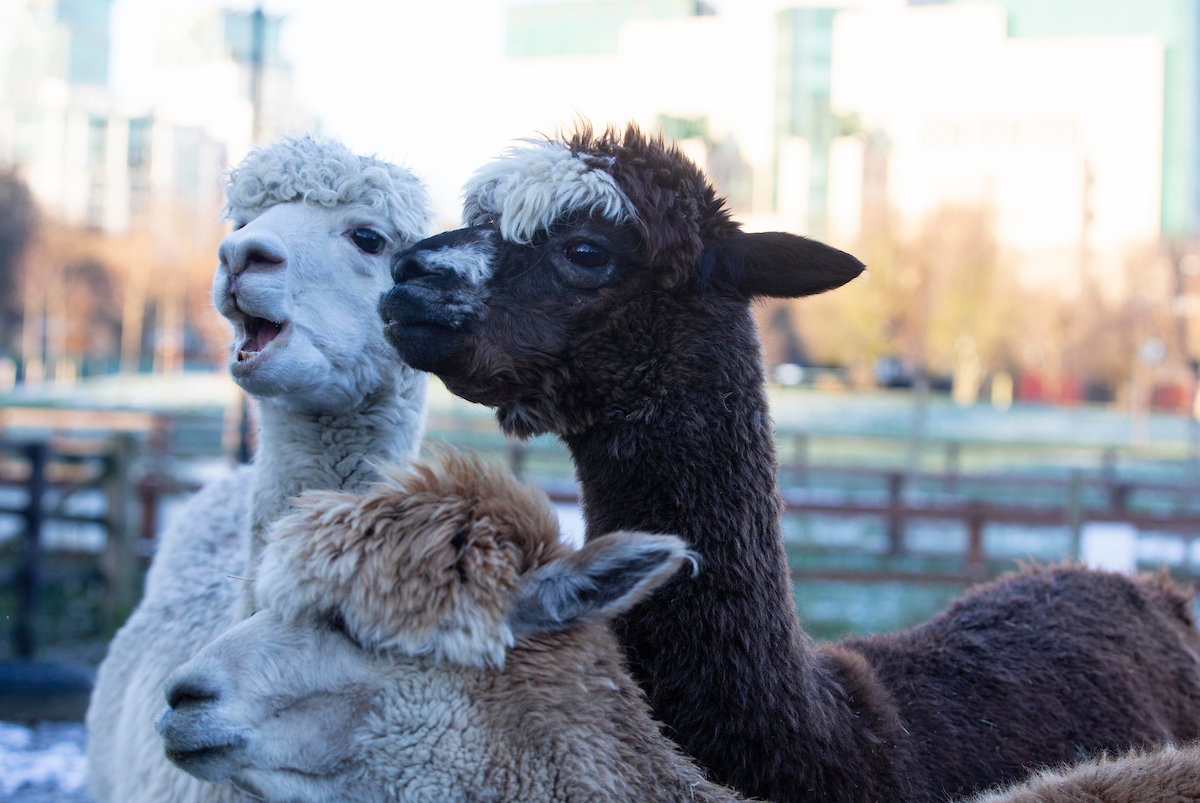 VCFChris's tweet image. Come work at the farm! There's alpacas. All you need to be is a talented #fundraising professional.

linkedin.com/jobs/view/2477…

#charities #jobs #job #thirdsector #Vauxhall #London #employability #employment