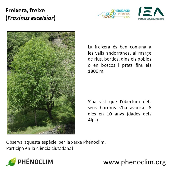 CenmaIEA's tweet photo. Què en sabeu de la freixera🌿?
L'obertura dels borrons s'ha avançat fins a 6 dies als Alps, a causa d'hiverns menys rigorosos... 
I al Pirineu? Col·labora en la ciència ciutadana!

#repv #XarxaEducacióPirineusVius #Phénoclim #ADAPYR #ciènciaciutadana #ciènciaparticipativa https://t.co/bMPjzDQ2Jj