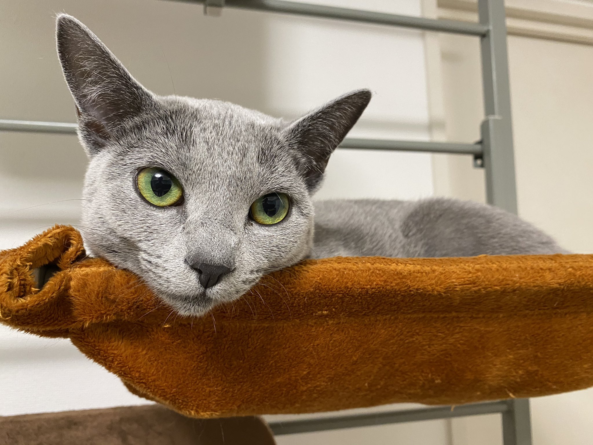 きなり ロシアンブルー お仕事忙しくて遊ばなかったから拗ねてる 猫のいる暮らし ねこ 猫がいる幸せ 猫好きとつながりたい ロシアンブルー T Co Msssaluzgg Twitter