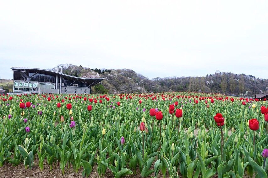 国営越後丘陵公園 公式 昨日の晴天で開花が進み 花の丘 チューリップ 咲き始め です 見頃は 4月下旬 5月上旬を予定しています 開花状況は天候により変動しますので 最新情報は公園hpを確認orお電話にてお問い合わせください 越後丘陵公園 国営越後丘陵公園 公式 昨日の晴天で開花が進み 花の丘 チューリップ 咲き始め です 見頃は 4月下旬 5月上旬を予定しています 開花状況は天候により変動しますので 最新情報は公園hpを確認orお電話にてお問い合わせください 越後丘陵公園