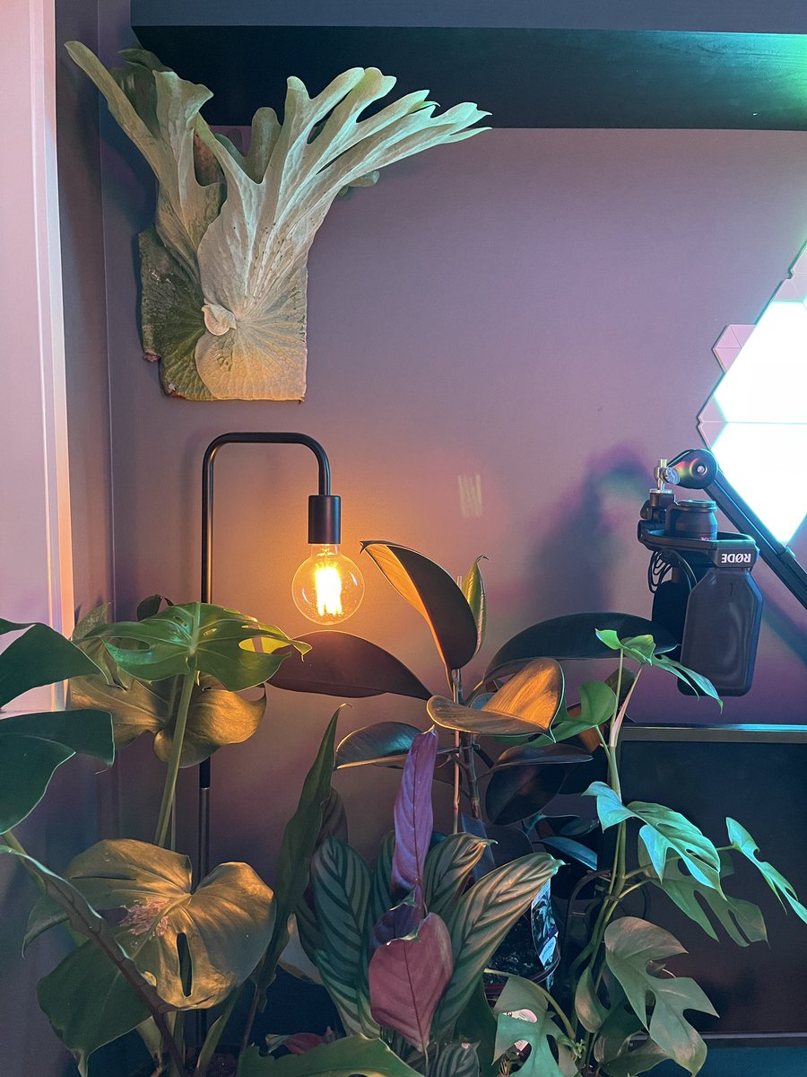 ohcrispytwitch's tweet photo. New plant added to the jungle today another one tomorrow to even the wall out #elkhorn #plants #jungle #homeoffice #greenroom https://t.co/mk3VW1RDTQ