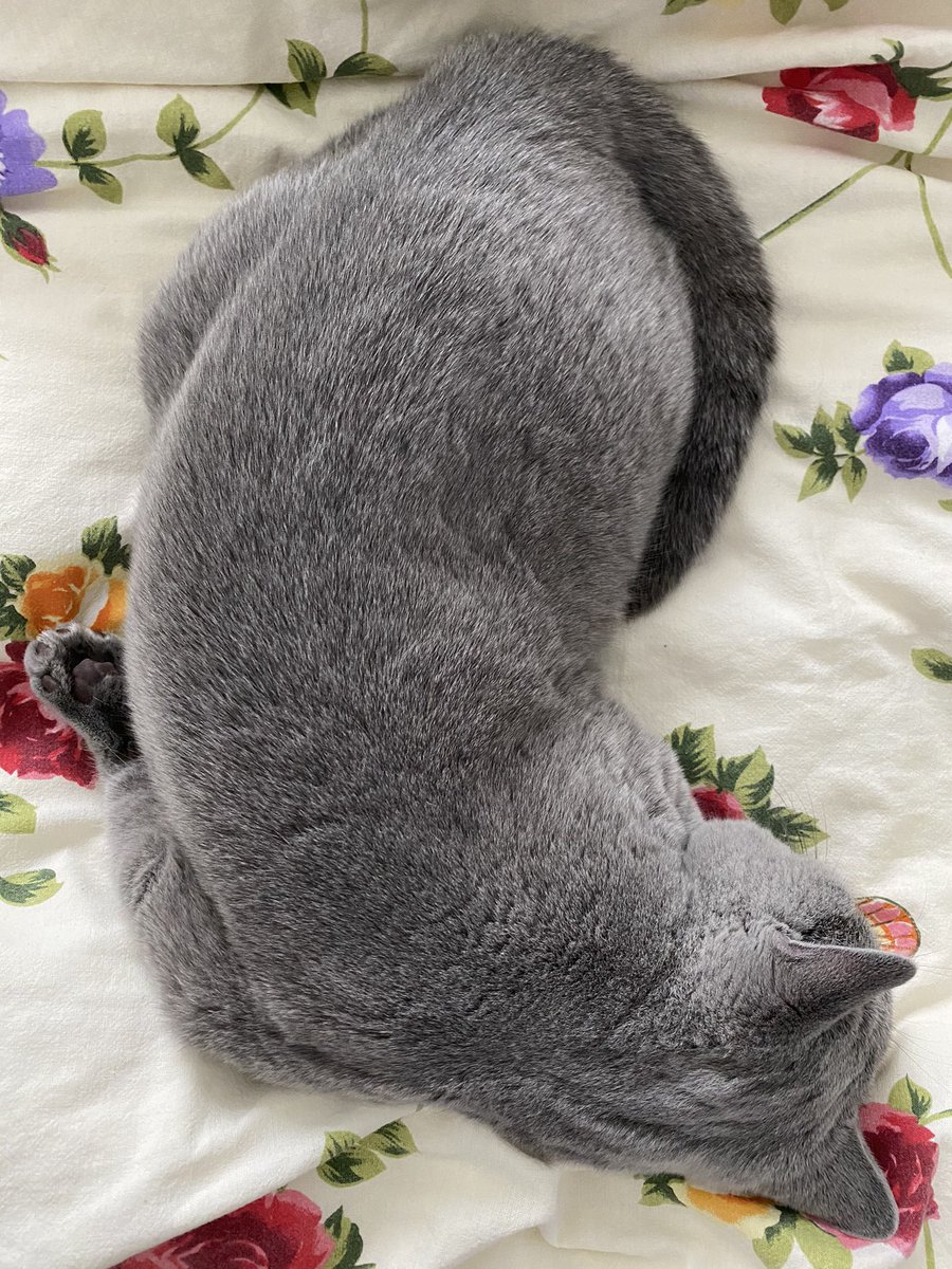 lifewithbeanie's tweet photo. He sleeps with his paw like this 😂😂 idk how is that comfortable?! 
#CatsOfTwitter #cat #weirdcat #funny #cute #beans https://t.co/gXCScwRxfz