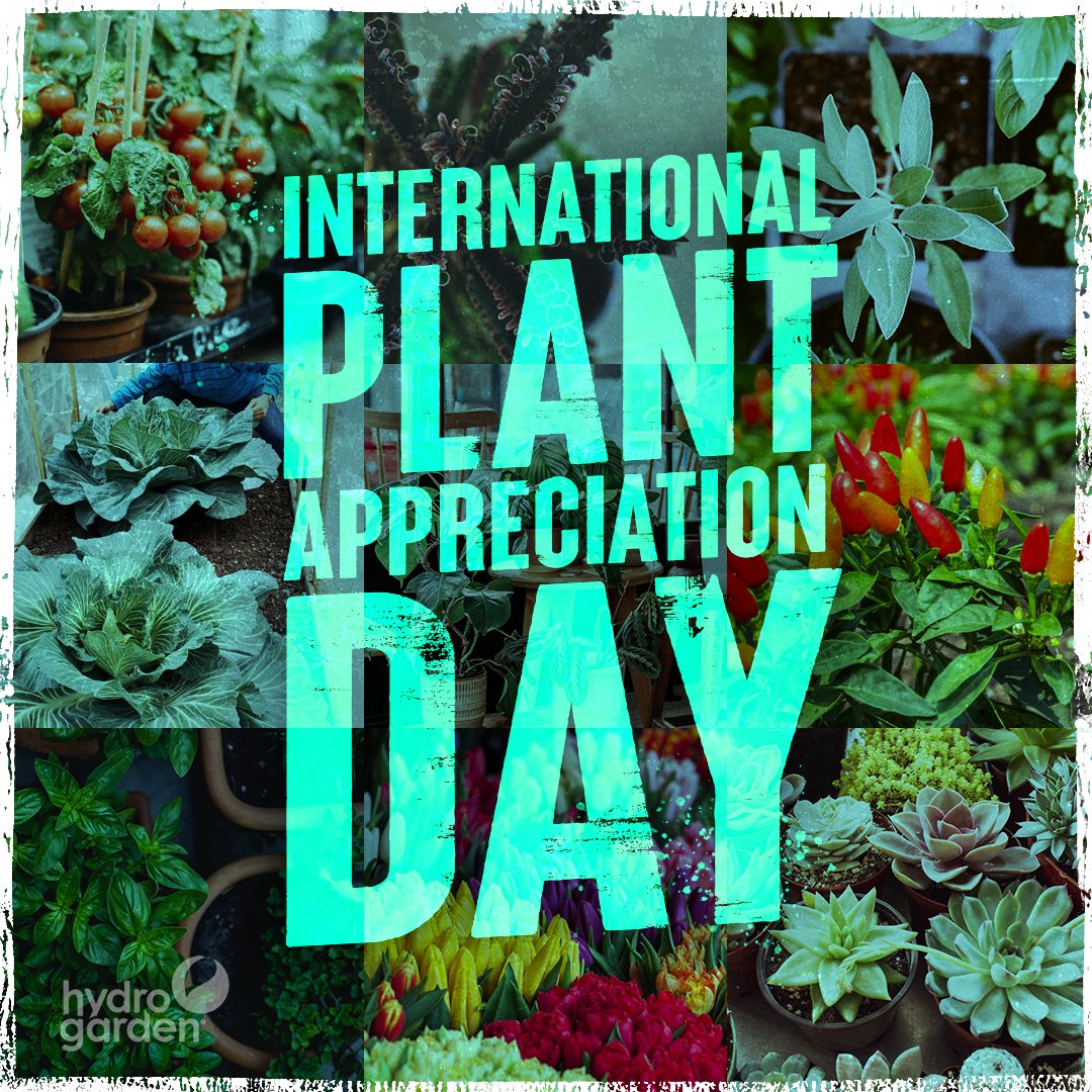 Happy International Plant Appreciation Day! A day to celebrate plants of all kinds and give YOUR plants a little bit of extra TLC.

#HydroGarden #PlantAppreciation #InternationalPlantAppreciationDay #Plants #Growing