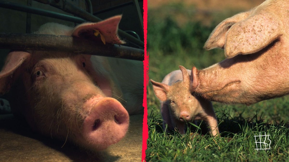 Compassion in World Farming EU tweet media