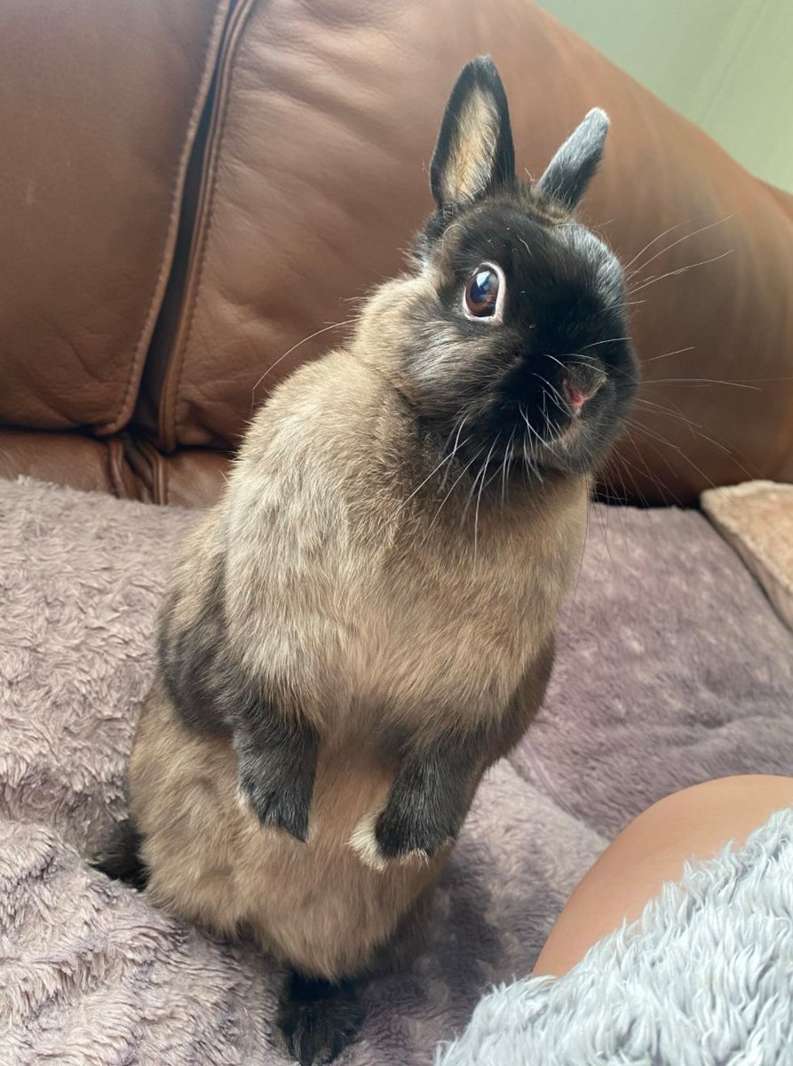 📅 22nd April 2021
🐰 Apollo
🏷️ @amyarmstrongxxx
💕#animaloftheday