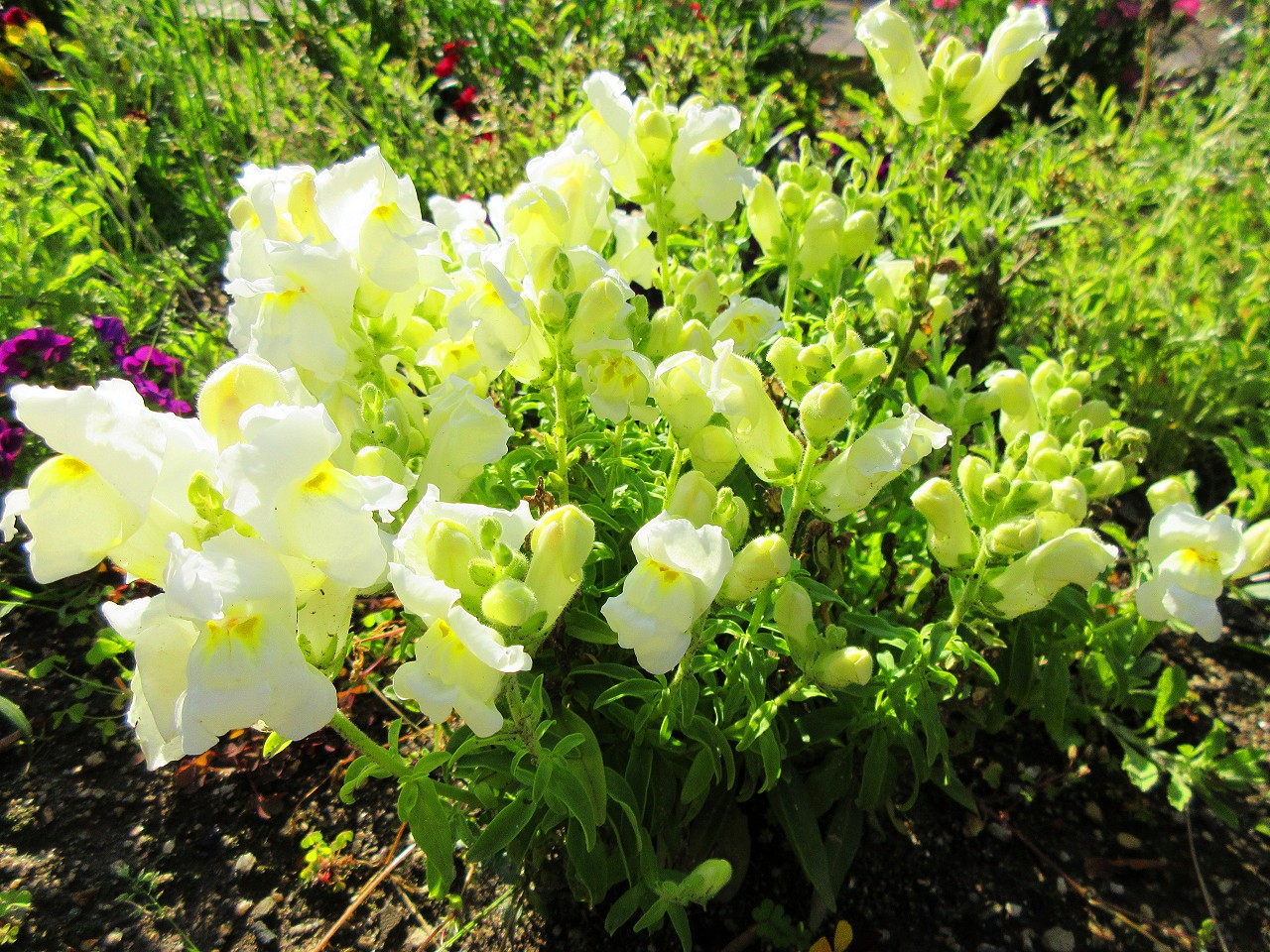 植え込み Twitter Search Twitter